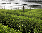 Matcha cérémoniel japonais, packaging L'Atelier Vanicha