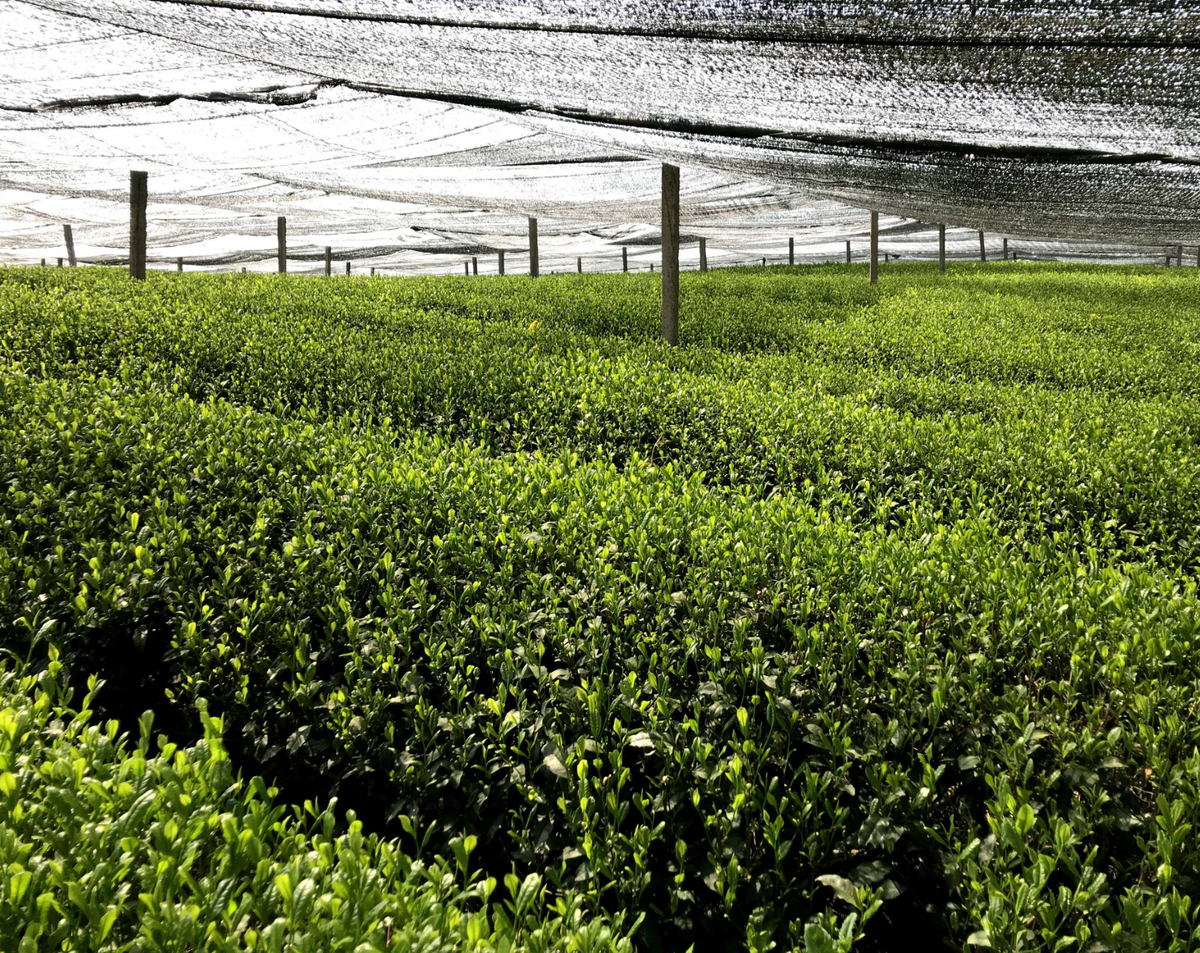 Matcha cérémoniel japonais, packaging L'Atelier Vanicha