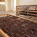 Gousses de Vanille Bourbon de Madagascar — Millésime 2025 17CM+